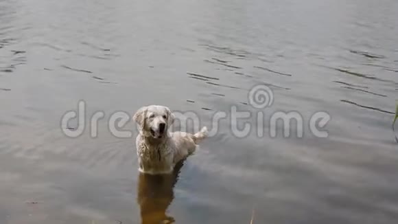 快乐的拉布拉多在池塘里游泳视频的预览图