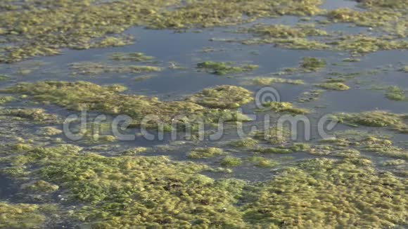 泥池塘水面绿浮水藻生长在水面的绿色杂草使水变酸视频的预览图