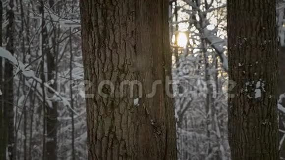 雪在树干和夕阳的映衬下缓缓落下视频的预览图