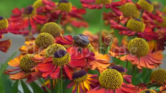 蜜蜂在收集花蜜的橙花上充满活力的特写镜头视频的预览图