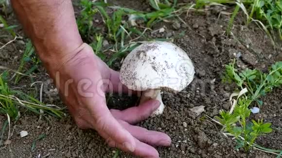 天然食用蘑菇一个人采蘑菇一个人采蘑菇视频的预览图