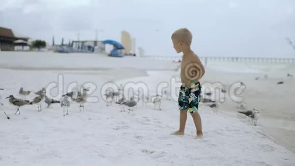 阳光明媚的一天小男孩在美丽的海滩上飞鸟鸥视频的预览图