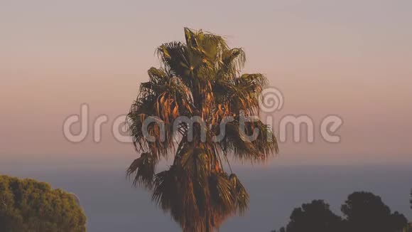 加州帕玛在风的氛围下日落背景复古风格90植物放松慢动作视频的预览图