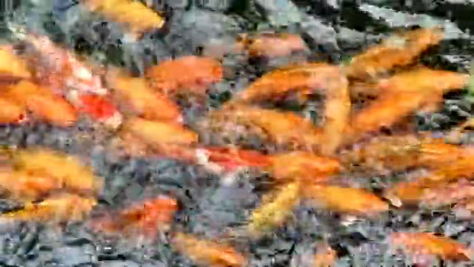 一滩鱼在游动视频的预览图