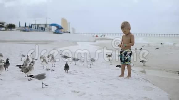 阳光明媚的一天小男孩在美丽的海滩上喂鸟鸥视频的预览图