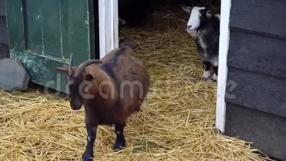 荷兰棕色小山羊用角保护他的山羊视频的预览图