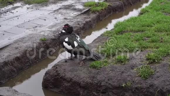 黑白鸭在雨天的翅膀下藏喙视频的预览图