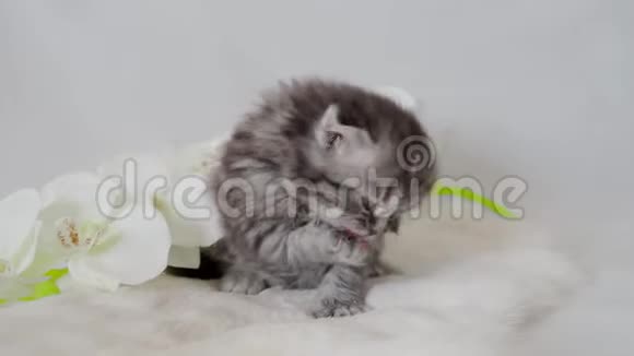 毛茸茸的可爱小猫用脚洗脸视频的预览图