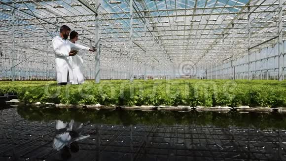 温室沙拉的水培方法两名实验室助理检查绿色植物的生长农业视频的预览图
