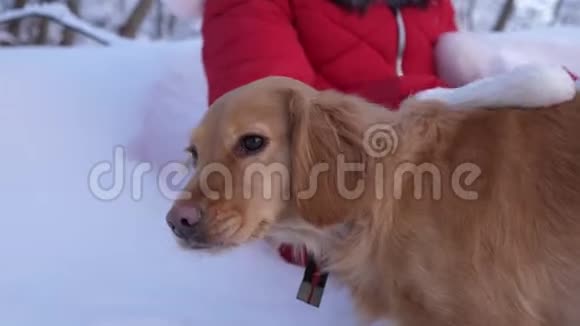 小孩宠物狗冬天在公园里和狗玩的女孩视频的预览图