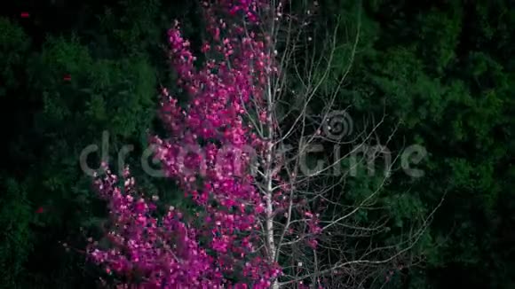 抽象的粉红色叶树风脱落视频的预览图