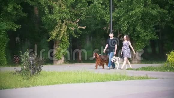 一对夫妇带着宠物在公园散步男人和女人带着爱尔兰人和哈士奇散步视频的预览图