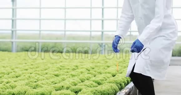 穿着实验室长袍的女人仔细检查温室里的植物视频的预览图