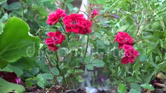 在炎热的天气给花园浇水是至关重要的视频的预览图