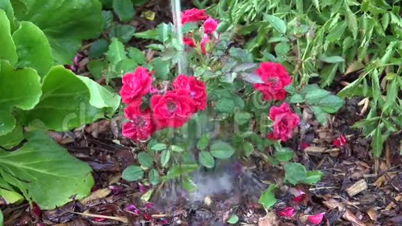 在炎热的天气给花园浇水是至关重要的视频的预览图