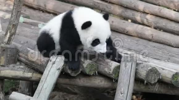 小熊猫正在学习如何爬上梯子成都中国视频的预览图