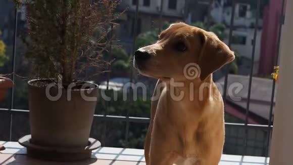 阳台上的金色小狗视频的预览图