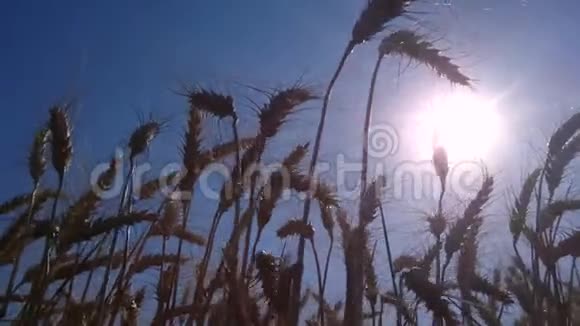 阳光透过金色的麦穗照耀视频的预览图