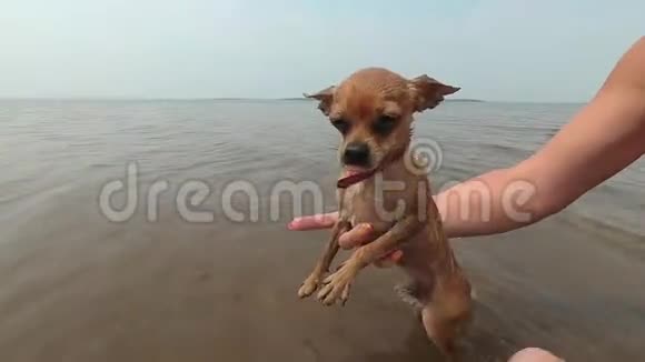 狗在热中用水冷却视频的预览图