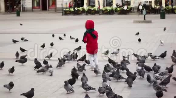 波兰克拉科夫中央广场喂鸽子的女孩视频的预览图