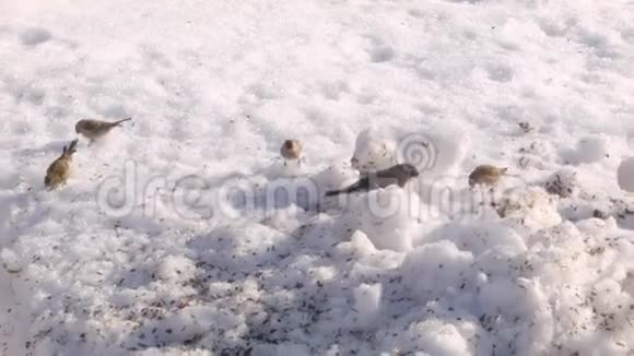 在阳光明媚的冬日小鸟从雪中摘种子视频的预览图