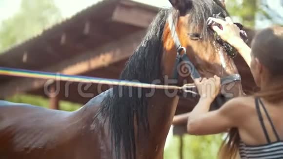 在一个阳光明媚的日子里年轻的女人在动物农场用水清洗一匹马嘴巴闭起来视频的预览图