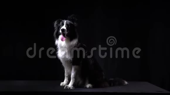 一只狗在狗主人的命令下坐得很稳视频的预览图