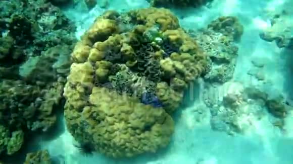 贝壳粘在珊瑚海底视频的预览图