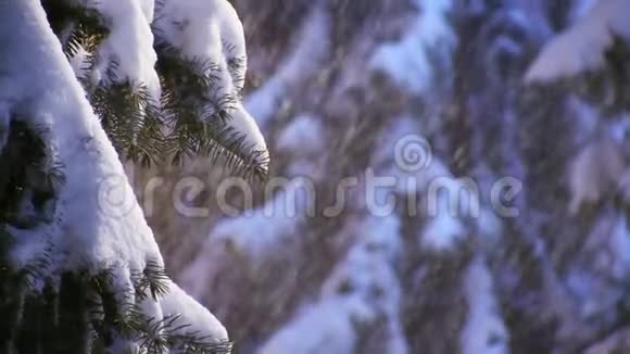 在暴风雪的冬天大雪纷飞的云杉树上视频的预览图