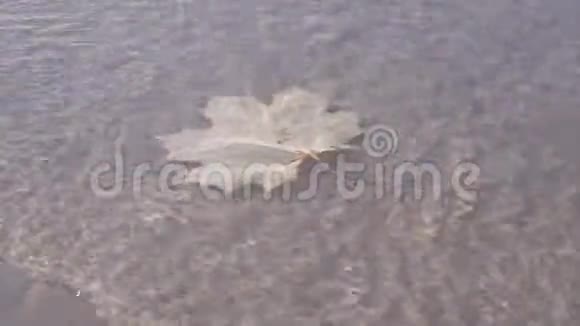 枫叶在海边视频的预览图