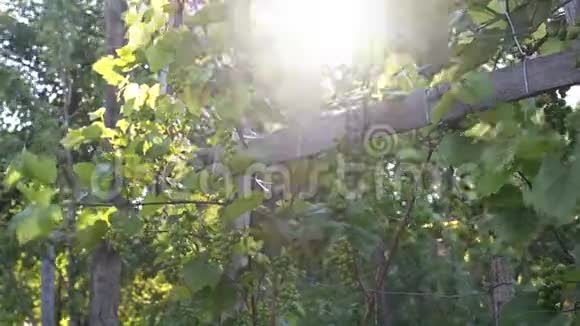背光中的绿色葡萄丛视频的预览图