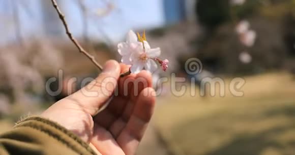 手提樱花在东京KohisikawaKourakuen公园视频的预览图