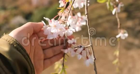 手提樱花在东京KohisikawaKourakuen公园视频的预览图