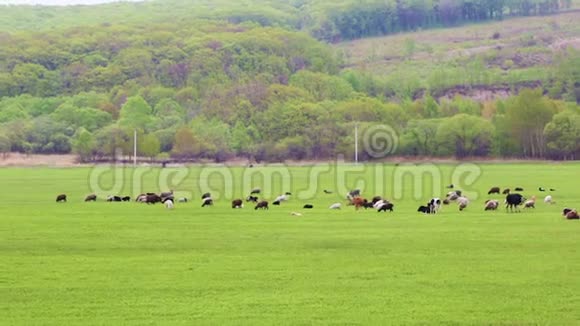 奶牛在春天或夏天的草地上觅食和休息草地上有新鲜明亮的绿色草视频的预览图