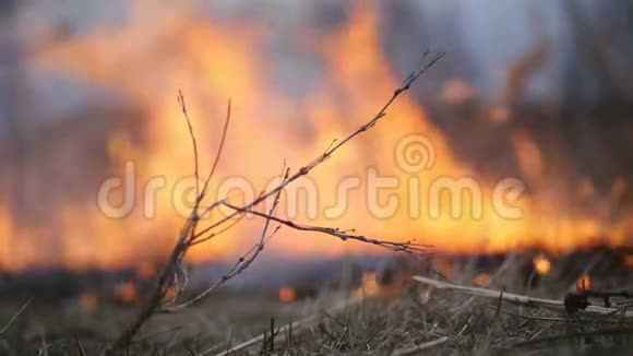 森林火灾火破坏干草到达森林视频的预览图