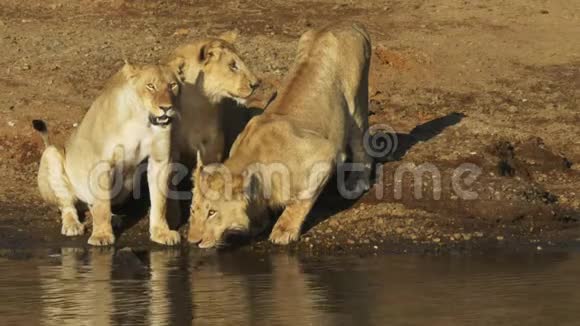 马拉河边有三只小狮子视频的预览图