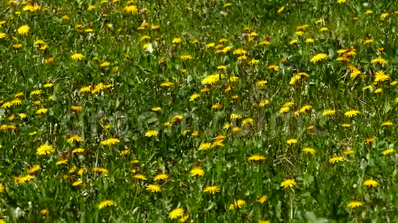 蒲公英植物在春天开放站在蝴蝶蒲公英植物上蝴蝶在春天开花视频的预览图