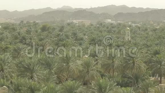 阿曼房屋的俯视图位于许多棕榈树中视频的预览图