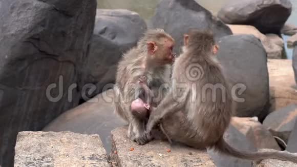 可怕的猴子患了一种疾病视频的预览图
