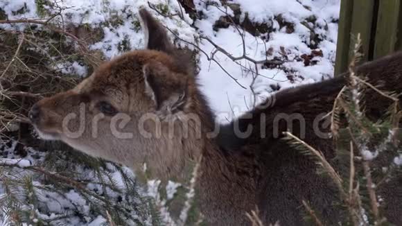 冬天害羞的鹿吃一些针视频的预览图