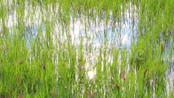 夏季天风吹过田间水稻幼苗的景观视频的预览图