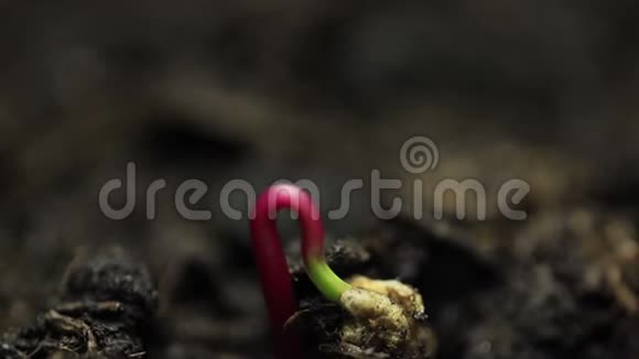 温室农业中生长的小植物时间推移萌发视频的预览图