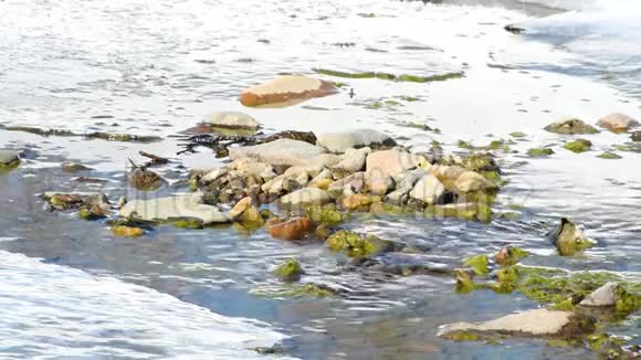 初春的浅水河里有冰雪视频的预览图