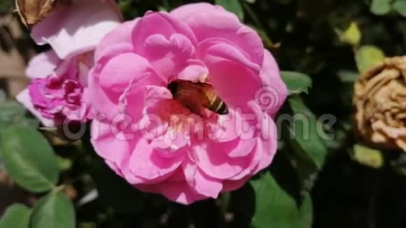 阳光明媚的日子里蜜蜂和粉红玫瑰的特写视频的预览图