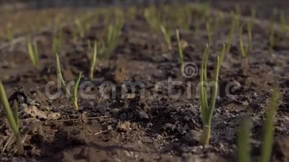 小蒜长在花园的床上特写镜头飞过花园里的小大蒜4K视频的预览图