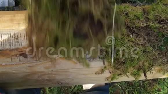 木头上的苔藓男人把苔藓视频的预览图