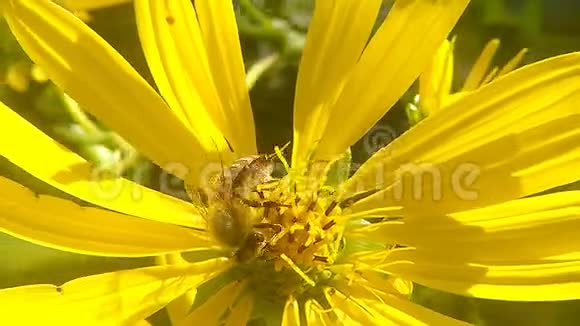 罗经植物黄花蜜蜂视频的预览图