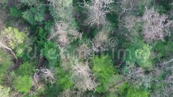 中欧春季阔叶林4K的自上而下的空中镜头视频的预览图