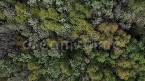 中欧低地森林边界上空飞行的空中镜头视频的预览图