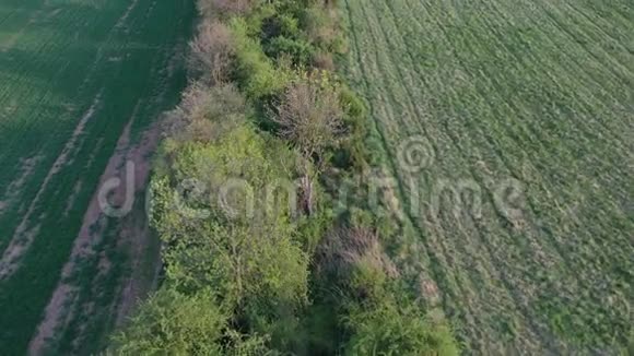 田野上方的飞索维耶阻挡了春天的森林傍晚的阳光4K视频的预览图